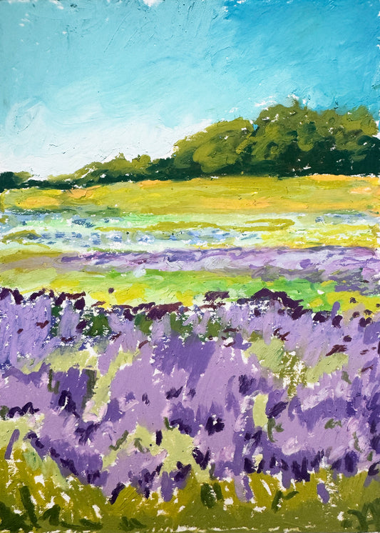 Lavender Field Study -OP